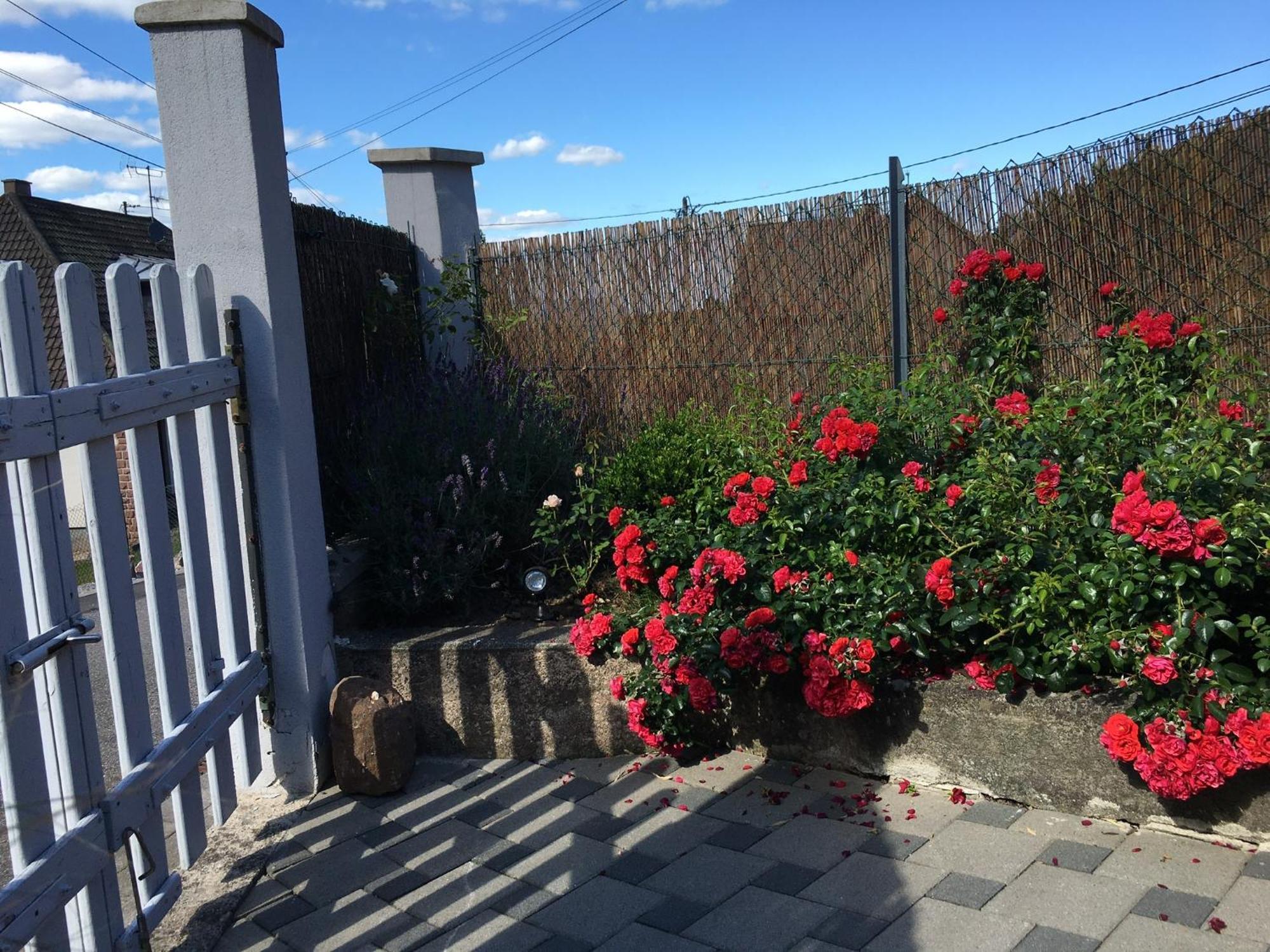 Ferienwohnung Les Magnolias En Alsace - Meuble De Tourisme 3 Etoiles Barembach Exterior foto