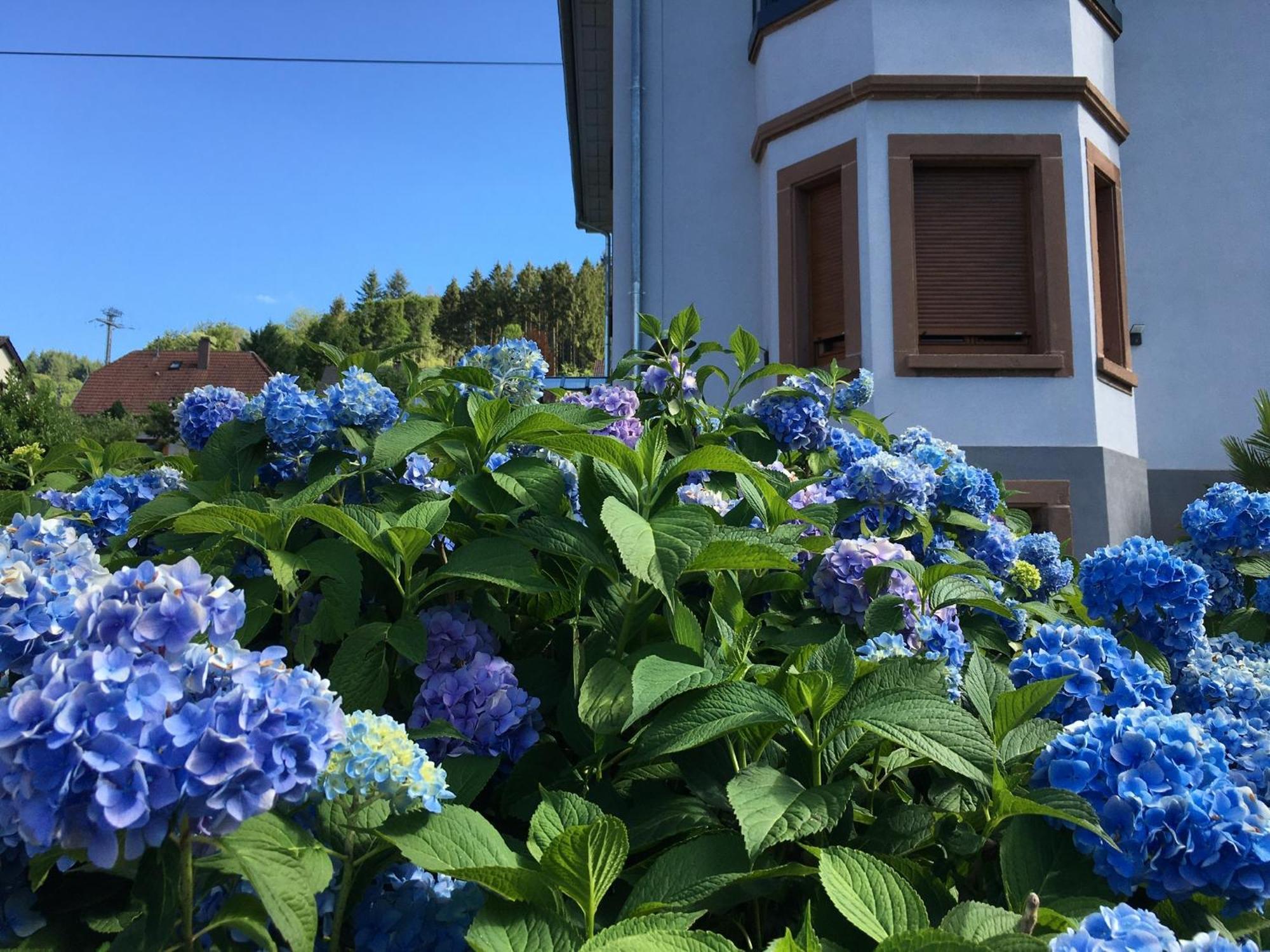 Ferienwohnung Les Magnolias En Alsace - Meuble De Tourisme 3 Etoiles Barembach Exterior foto