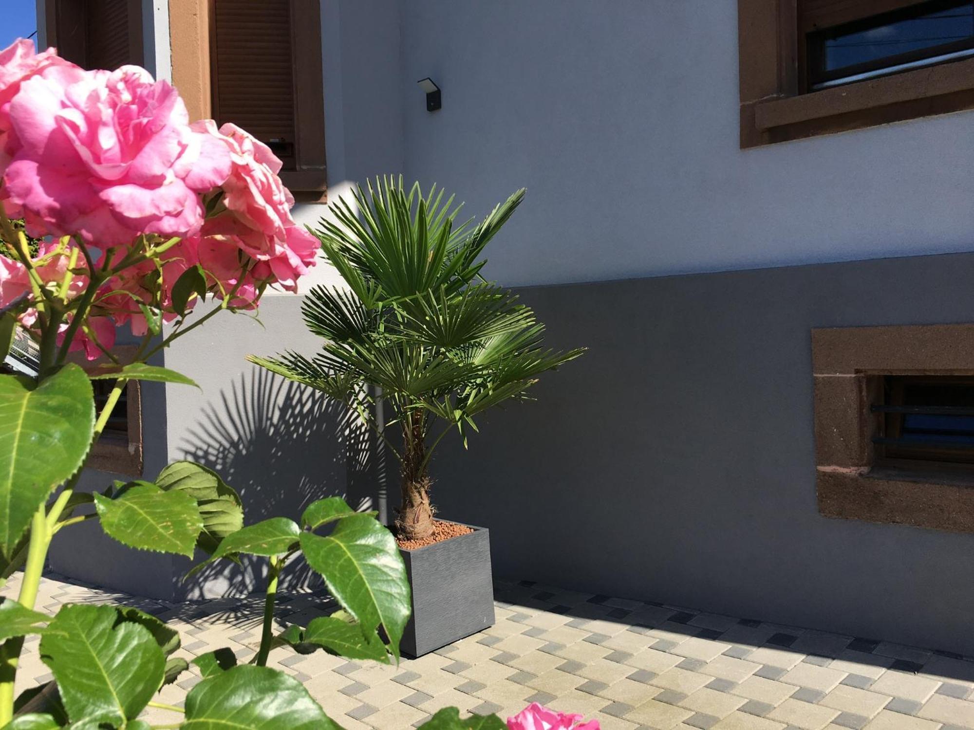Ferienwohnung Les Magnolias En Alsace - Meuble De Tourisme 3 Etoiles Barembach Exterior foto